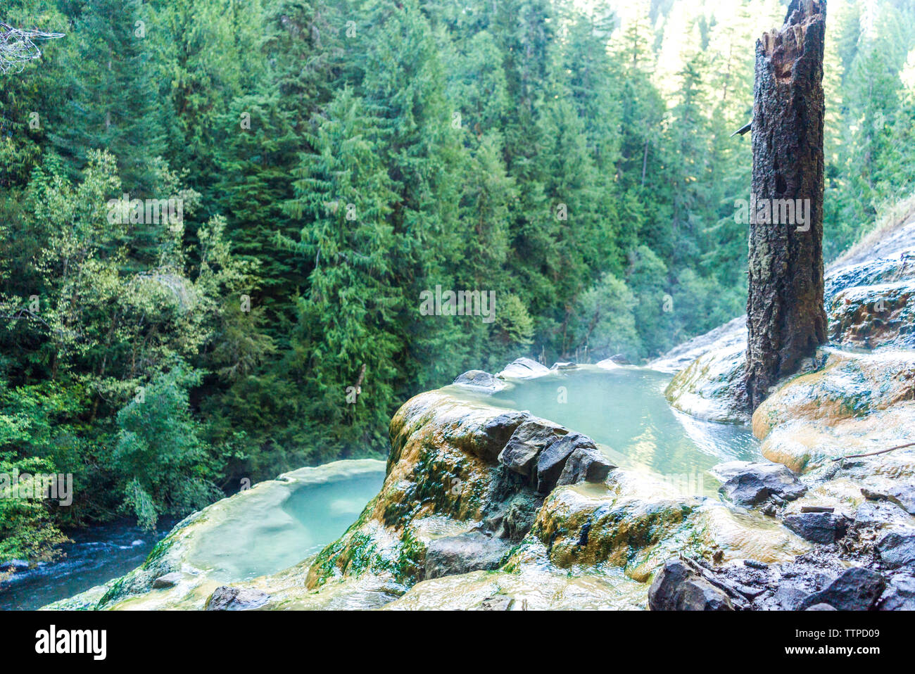 https://c8.alamy.com/comp/TTPD09/hot-spring-by-stream-in-forest-TTPD09.jpg