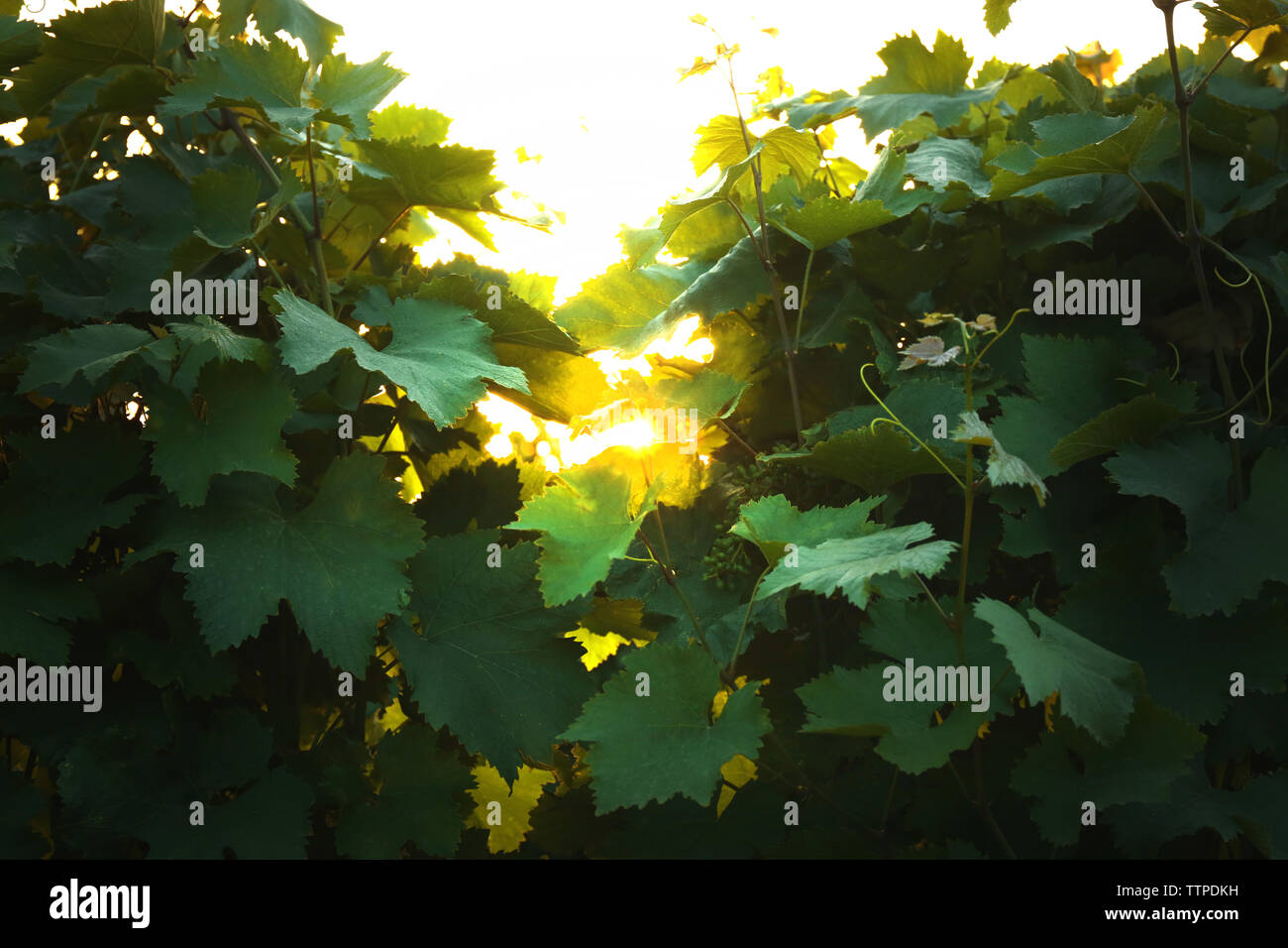 Green grape leaves in spring vineyard Stock Photo