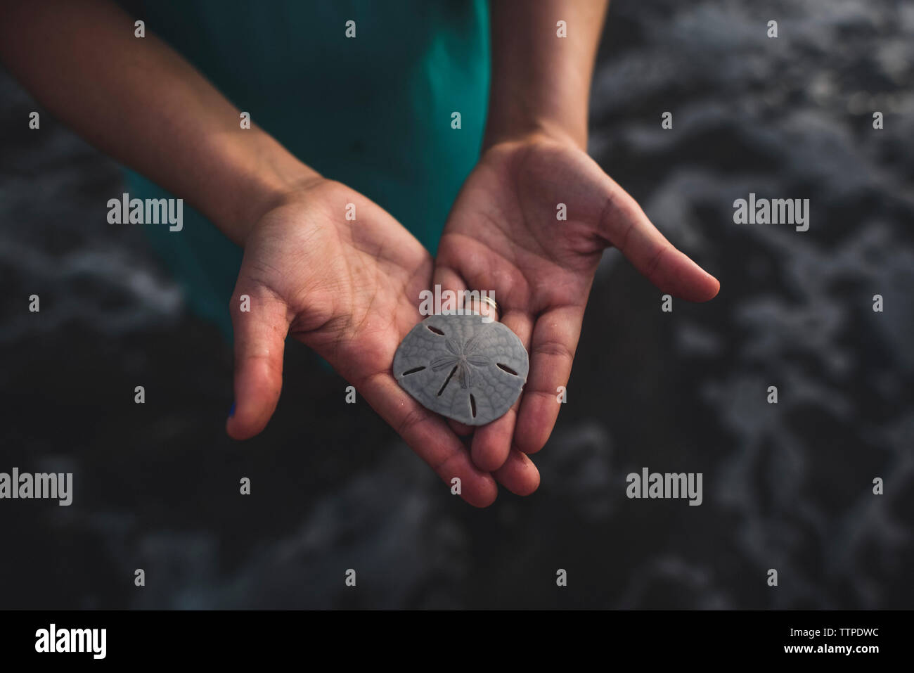 Cropped hands of woman holding sand dollar at beach Stock Photo