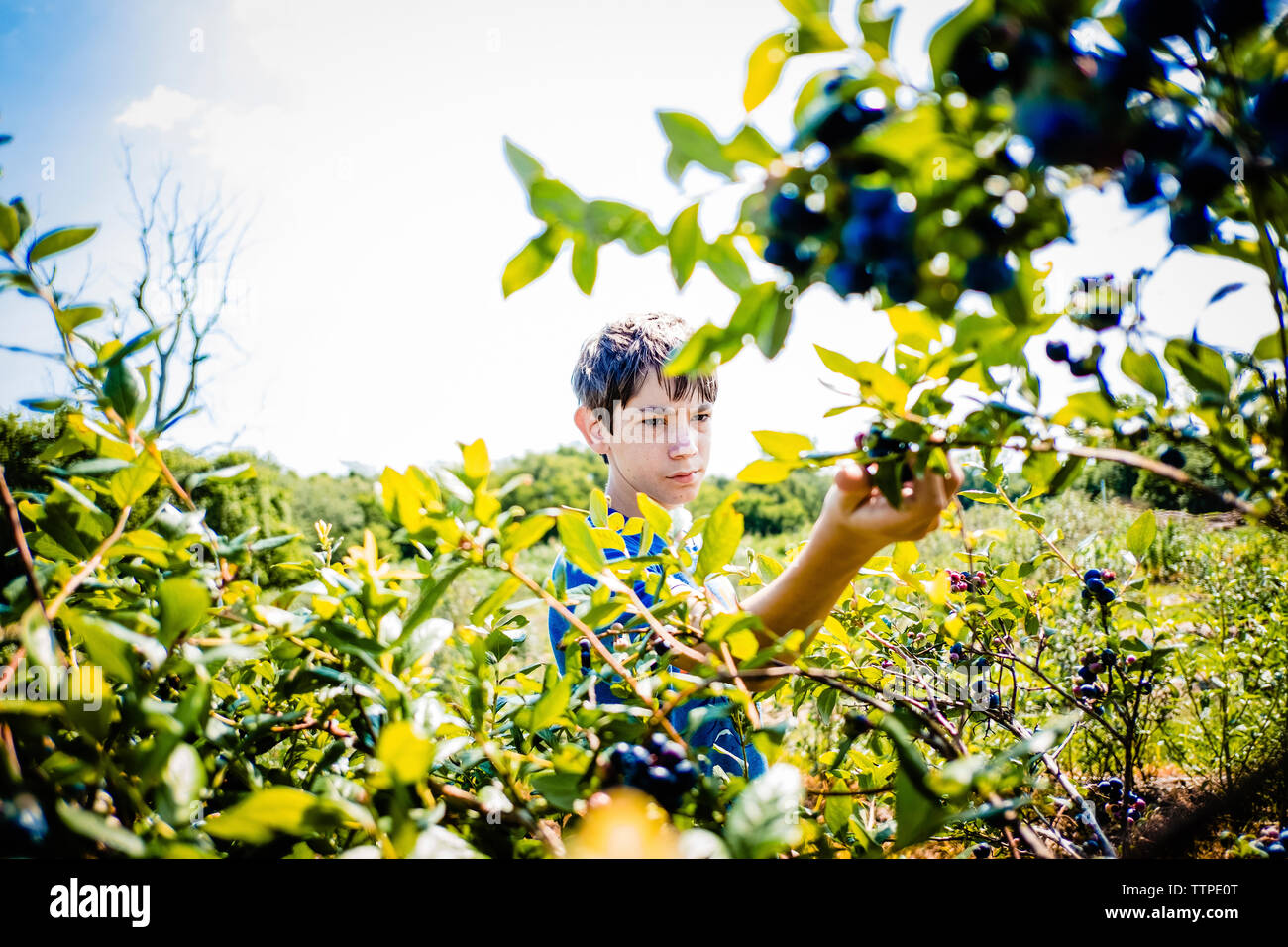 Boy picking blueberries at farm Stock Photo