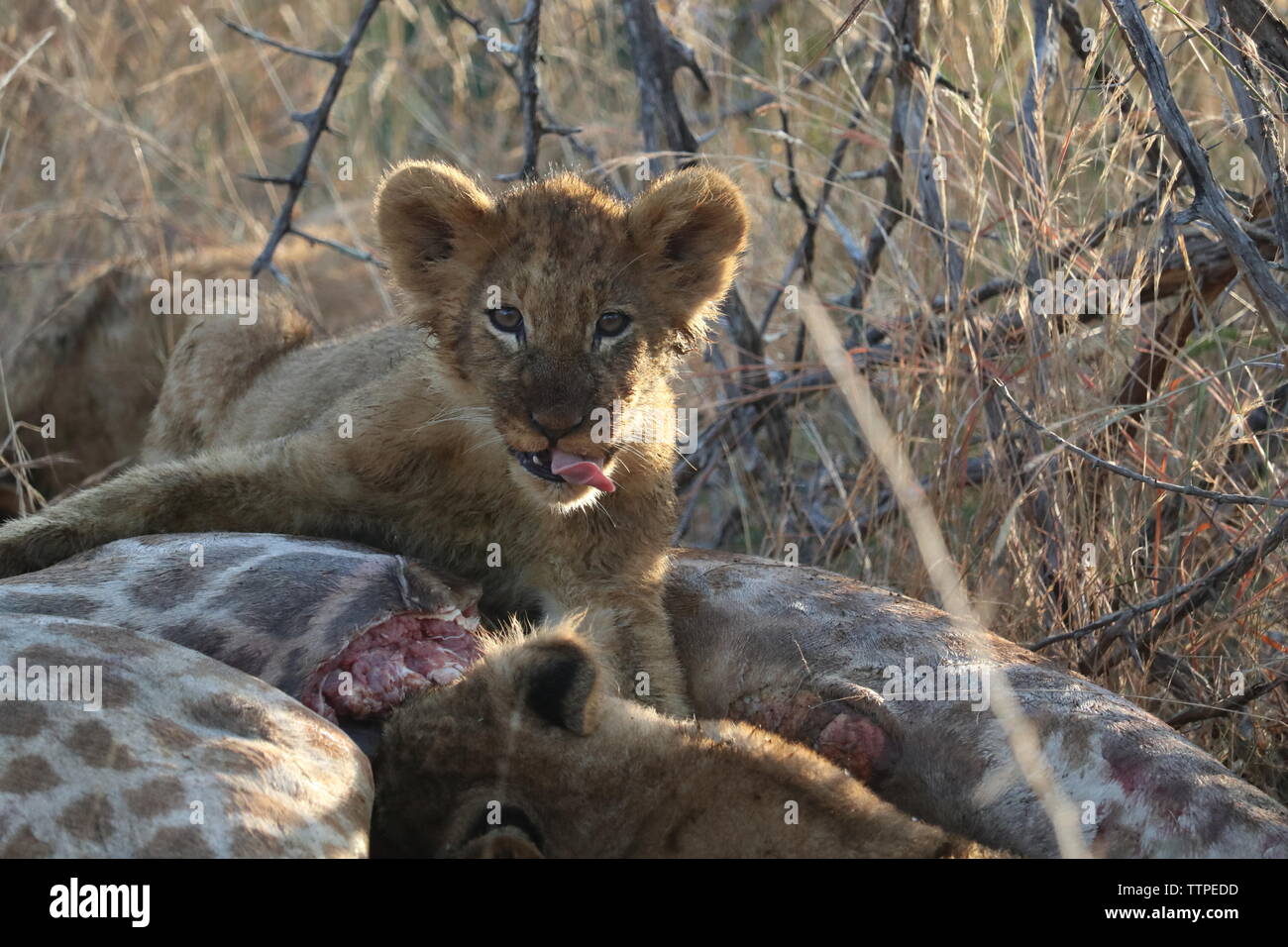 Lion cub licking lips while eating giraffe Stock Photo