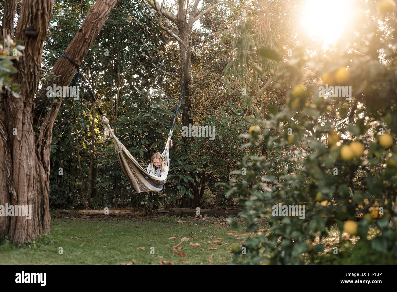 Adolescent girl reading a book in hammock near lemon tree Stock Photo