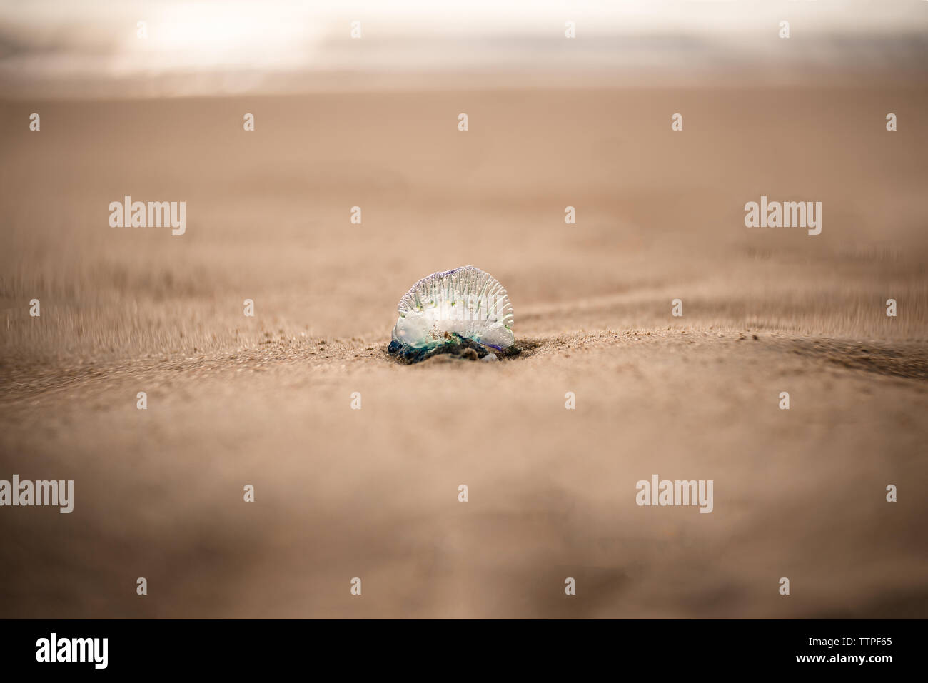 Small Portuguese man o' war Bluebottle jellyfish on sand at beach Stock Photo
