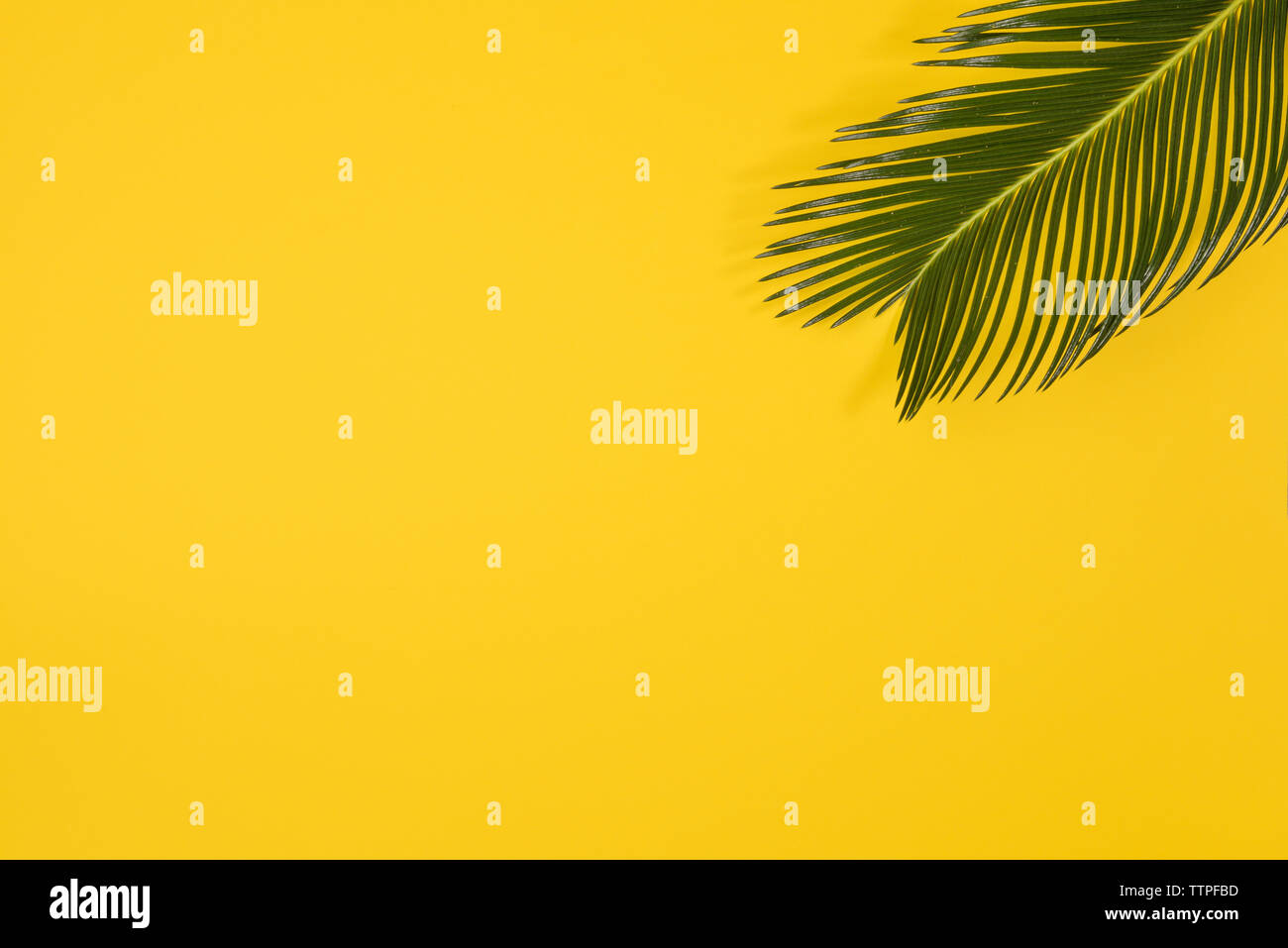Minimalist Summer Flat Lay With Palm Leaves On Yellow Background Stock Photo Alamy