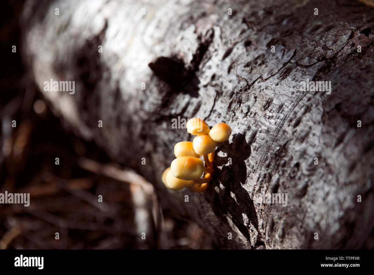 Close-up of fungus growing on tree in forest Stock Photo