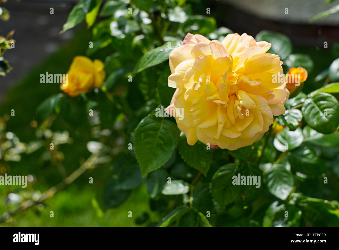 Yellow rose with a little pink colour in a residential front garden. Stock Photo