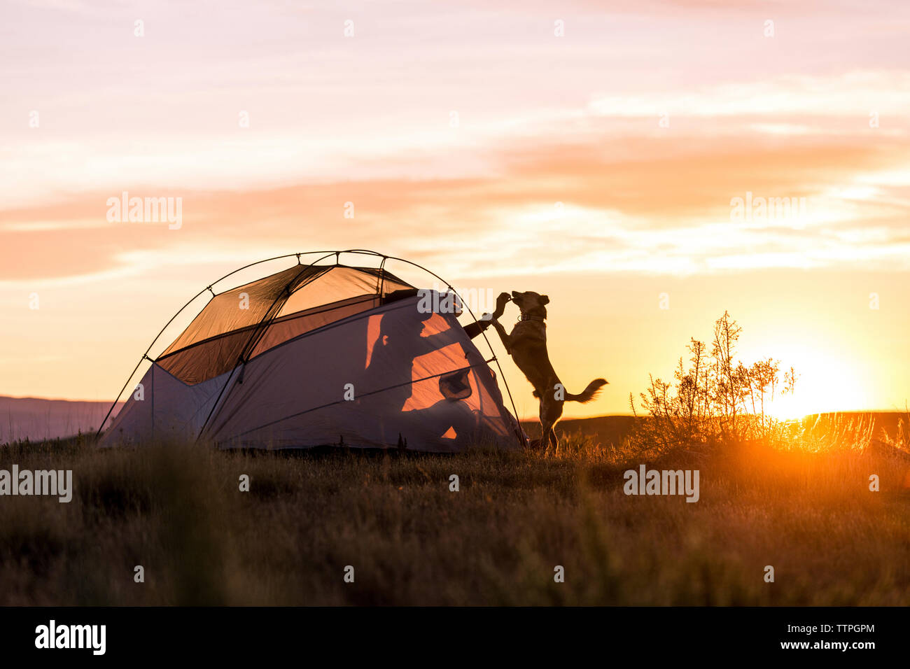 Woman sitting in tent feeding dog on field against sky during sunset Stock Photo