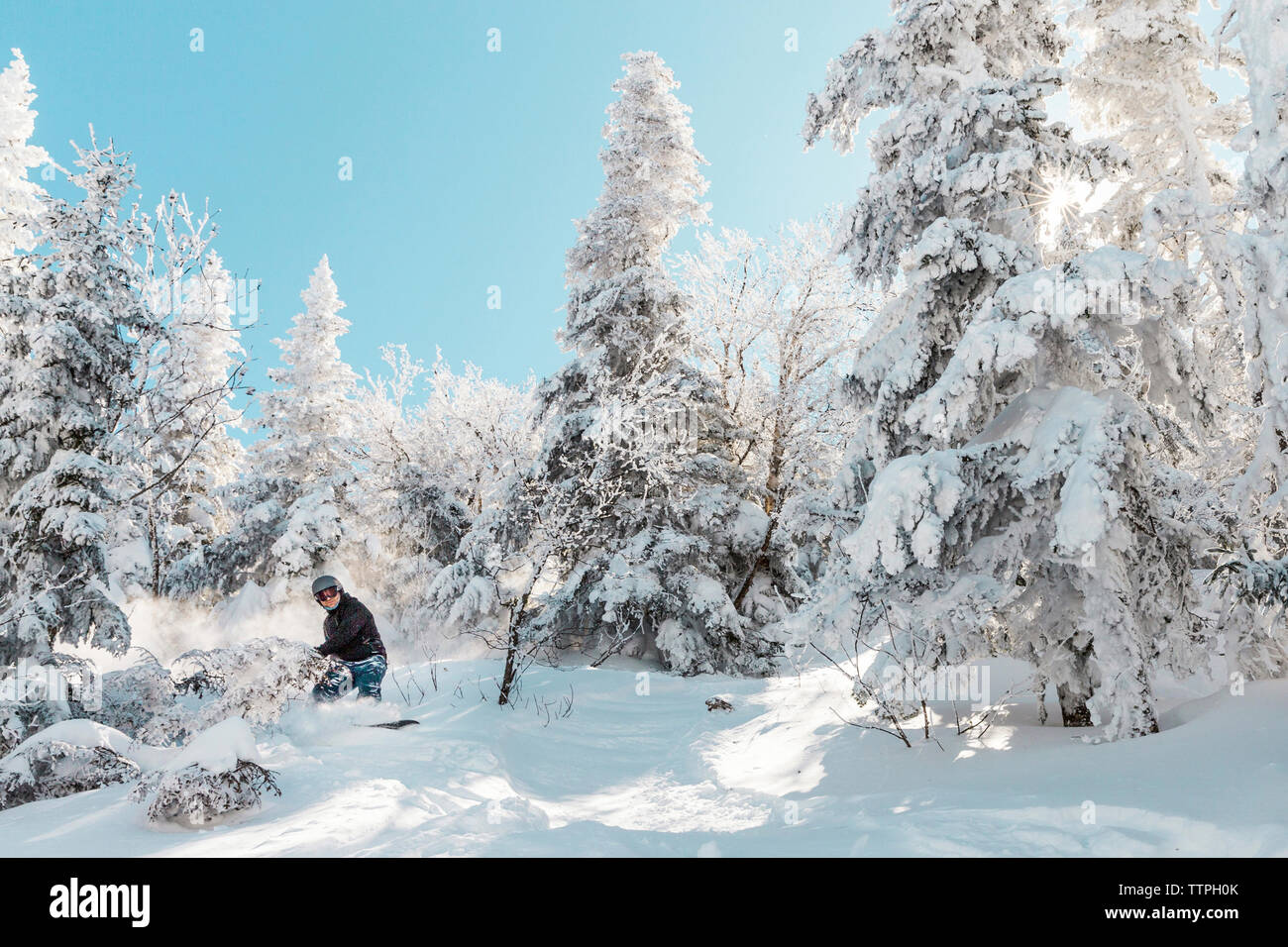 Man snowboarding on snow against trees during winter Stock Photo