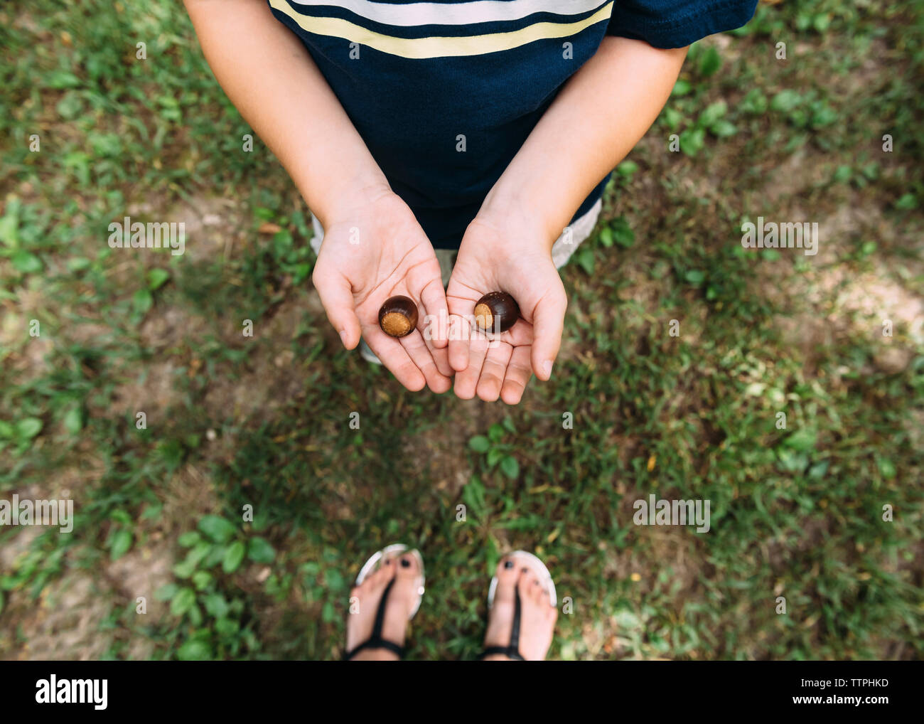 Low section of boy holding chestnuts while standing on field Stock Photo