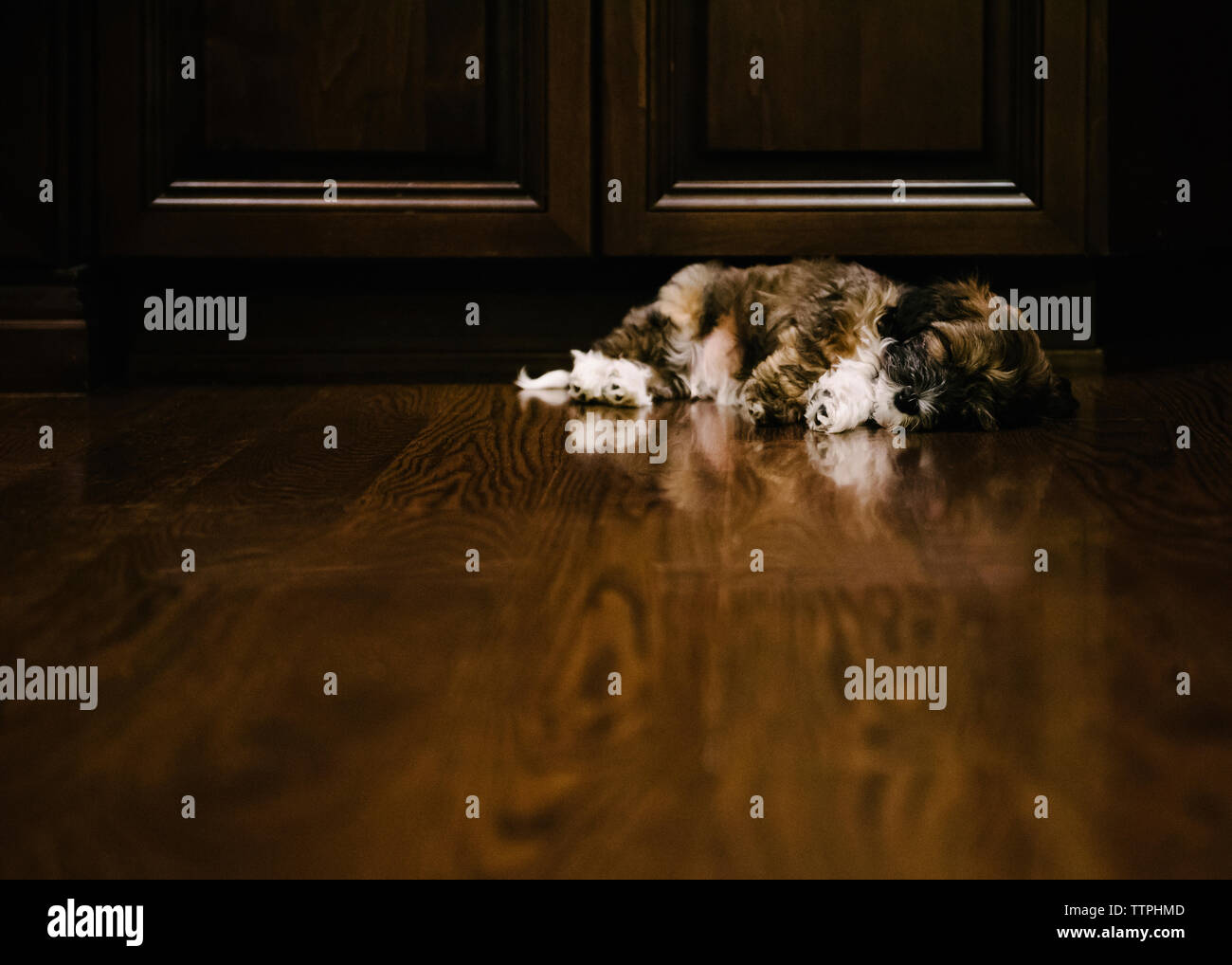 Dog sleeping on floor by door at home Stock Photo Alamy