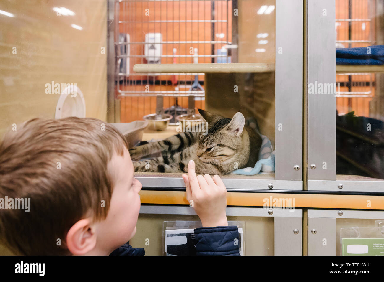 Boy looking at cat in pet shop Stock Photo