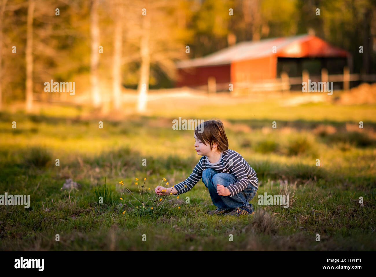A Small Young Boy Picking Wildflowers On A Farm Stock Photo