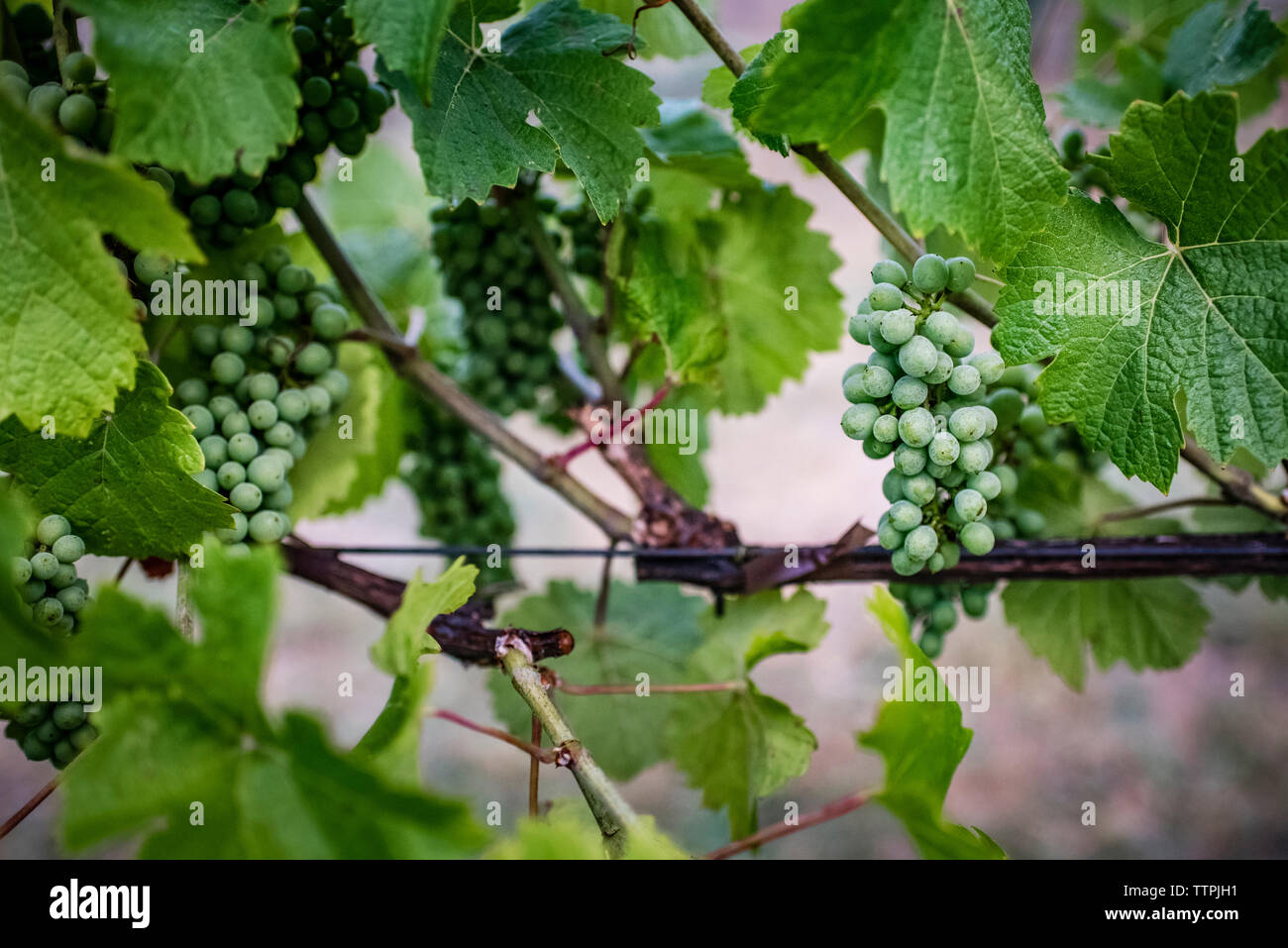 Grapes growing on plants at vineyard Stock Photo Alamy