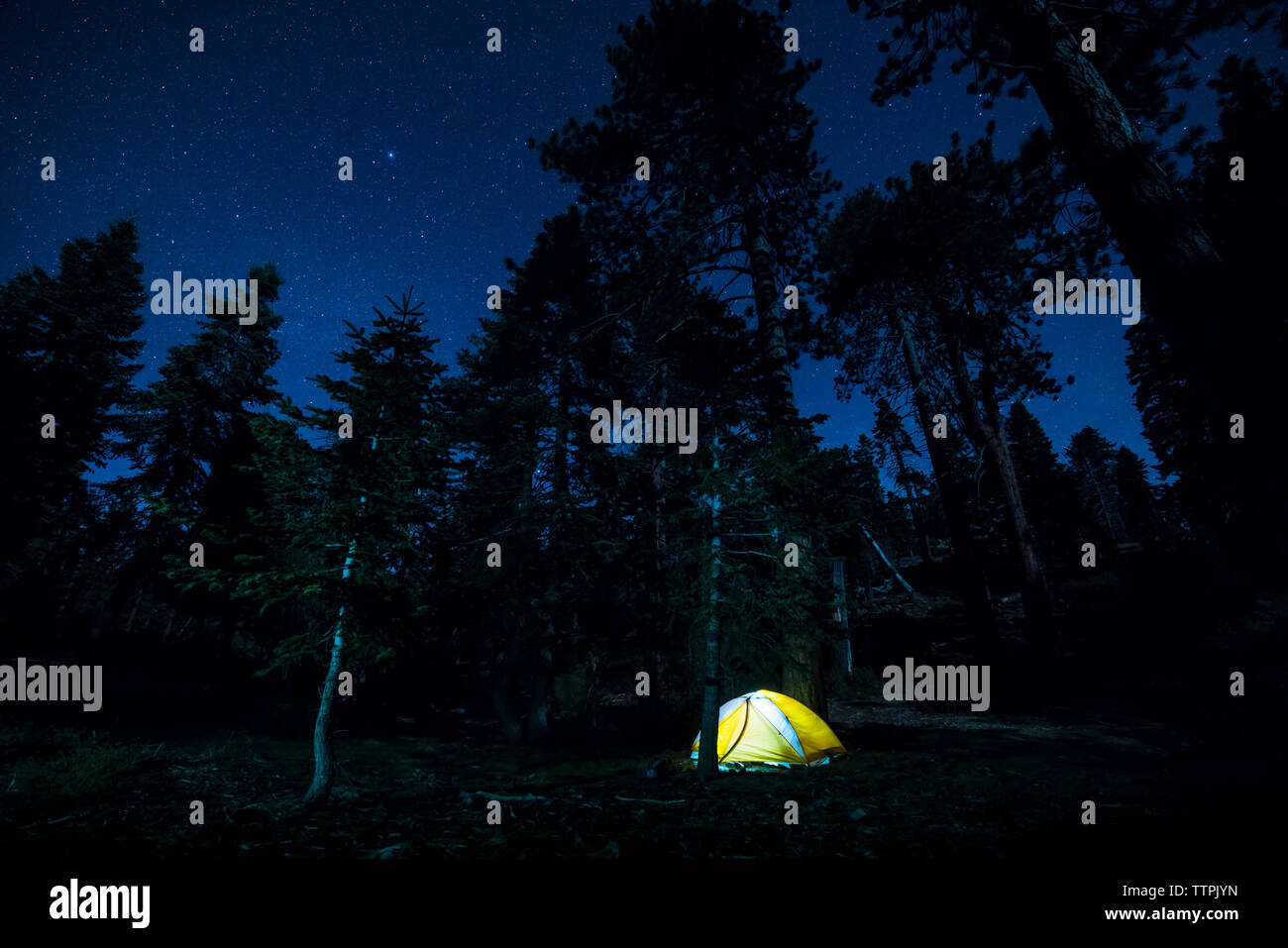 Illuminated tent on field in forest at night Stock Photo - Alamy