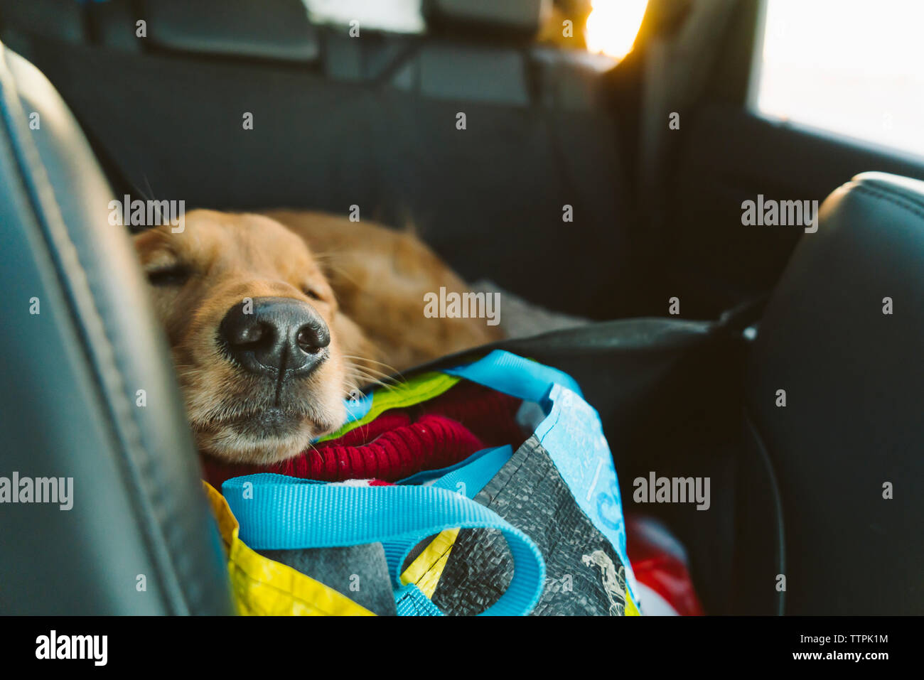 High angle view of Golden Retriever sleeping in car Stock Photo
