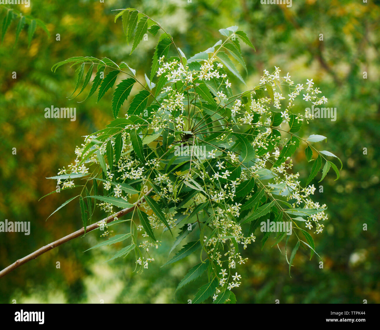 Azadirachta indica, commonly known as neem, nimtree or Indian lilac Stock Photo
