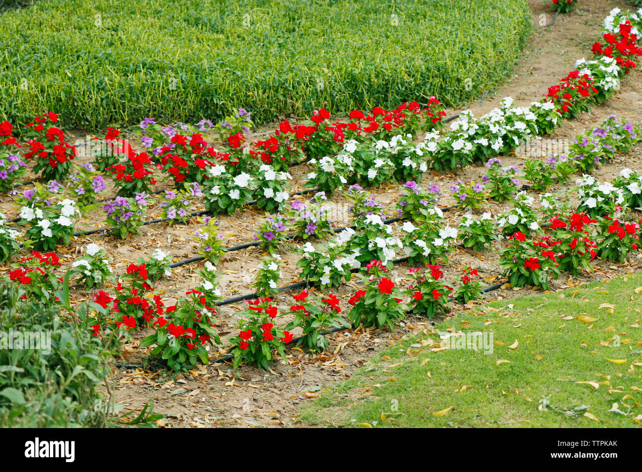 flower gardening with water dispencer hose line Stock Photo Alamy