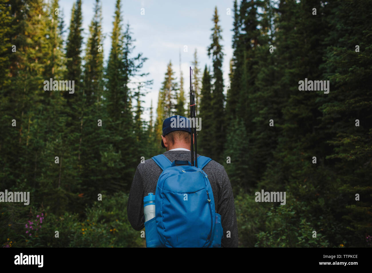 Rear view of hiker with backpack exploring forest Stock Photo