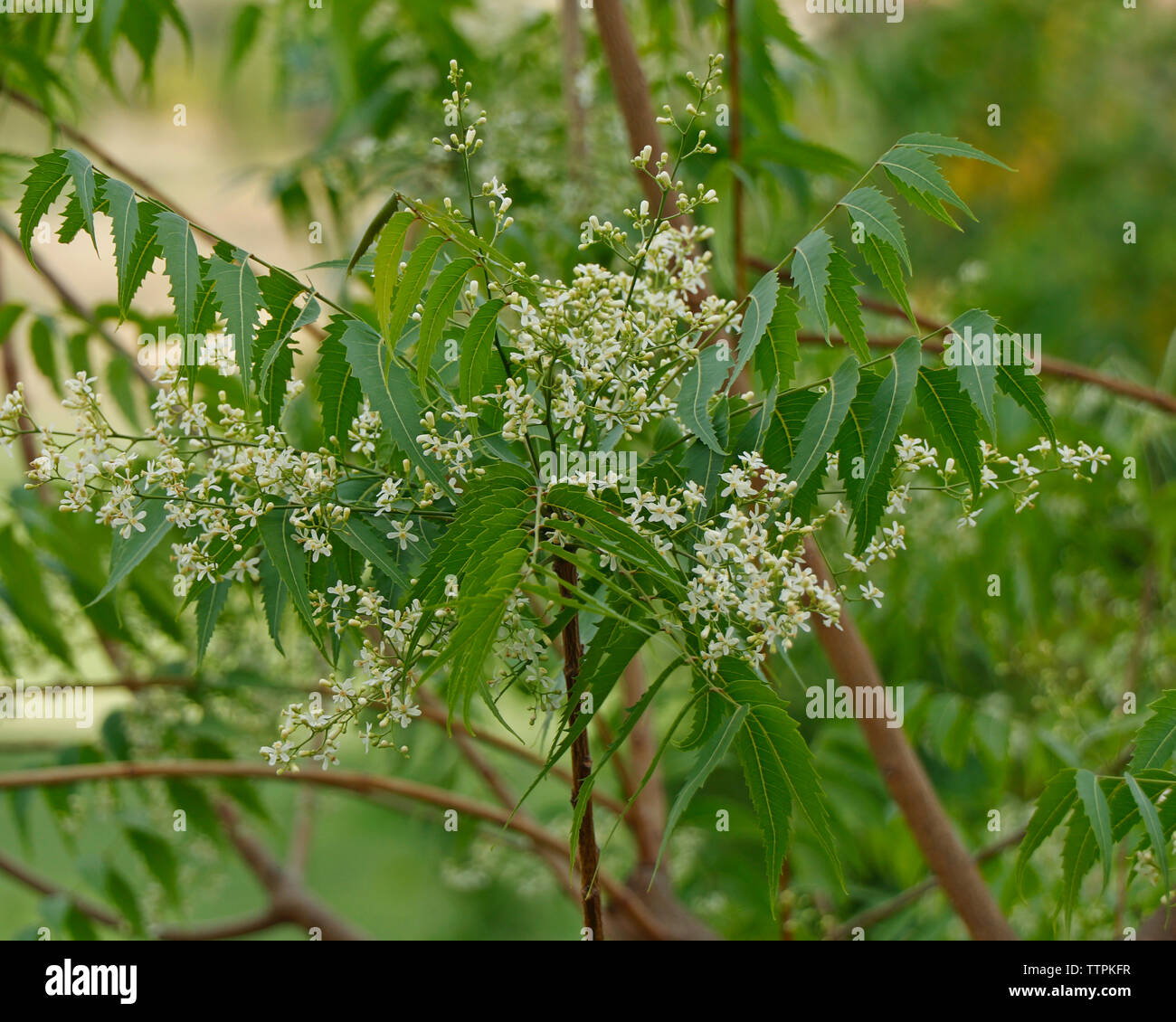 Azadirachta indica, commonly known as neem, nimtree or Indian lilac Stock Photo