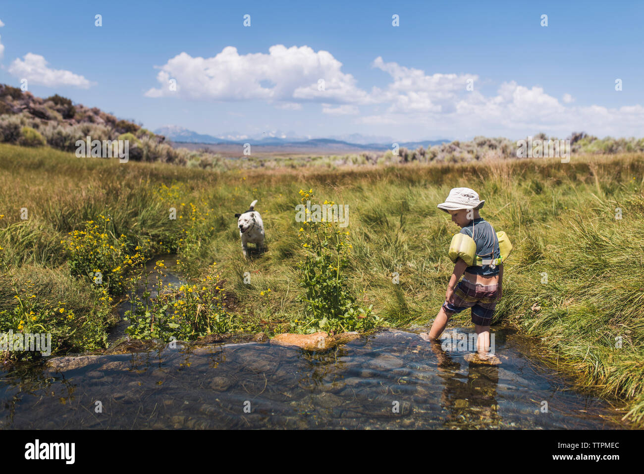 Rear view of boy with water wings standing in lake while dog on grassy field during sunny day Stock Photo