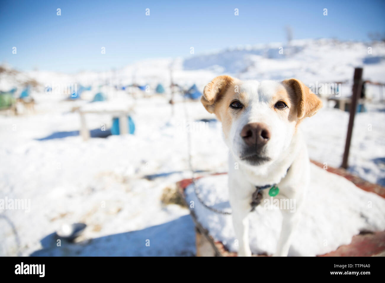 Portrait of dog standing on table during winter Stock Photo