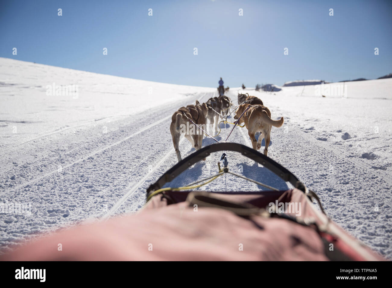 Rear view sled dogs hi-res stock photography and images - Alamy