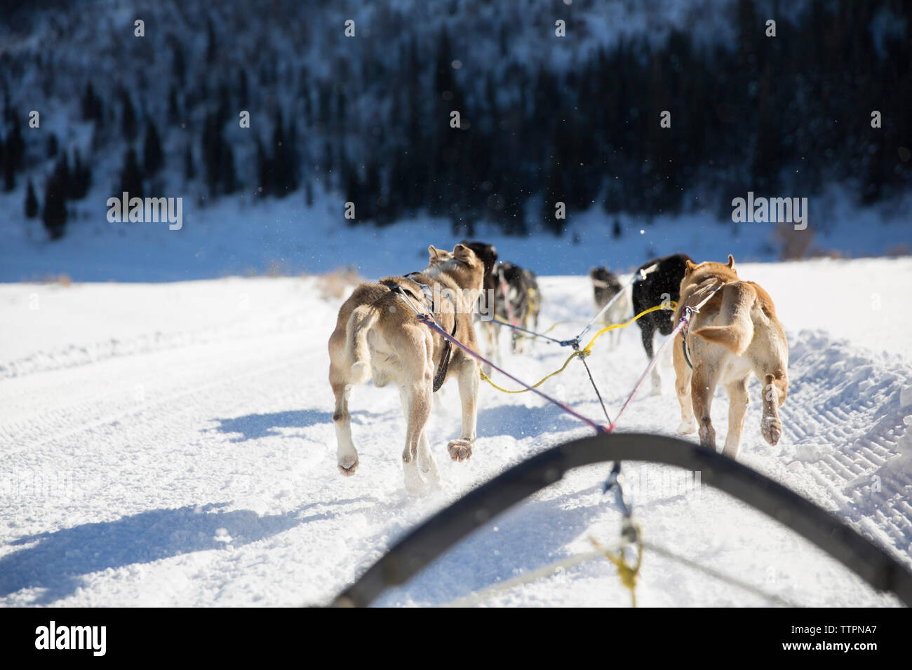 Rear view of sled dogs pulling sleigh on snow covered landscape Stock ...