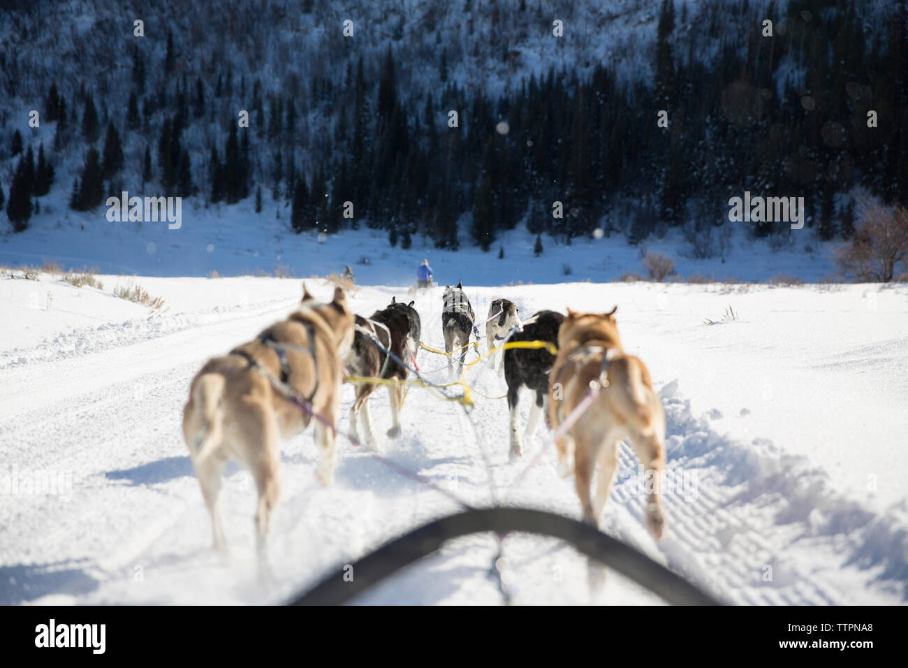 Rear view of sled dogs pulling sleigh on snowy landscape Stock Photo ...