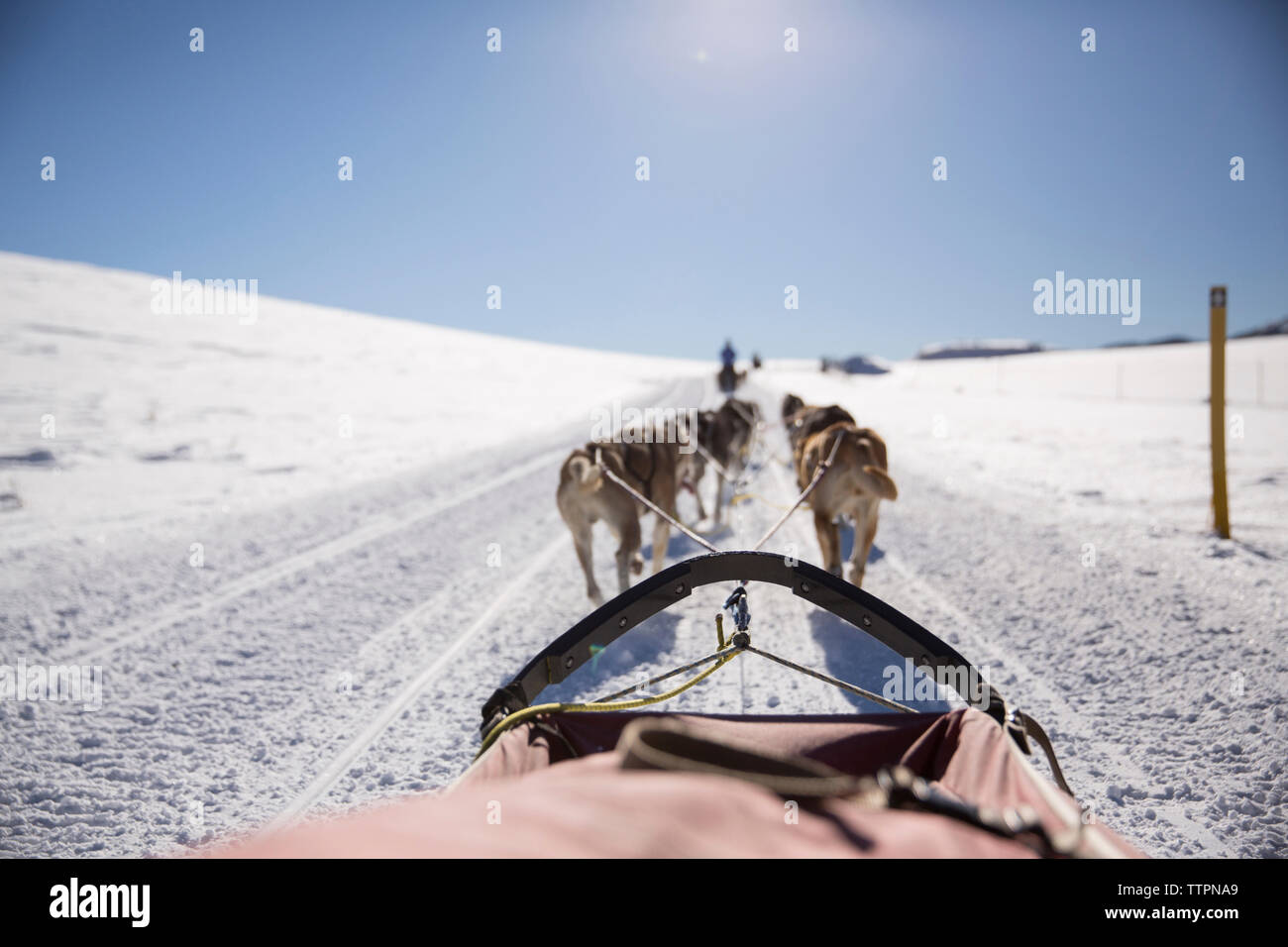 Rear view of dogs pulling sleigh on snow covered field Stock Photo - Alamy