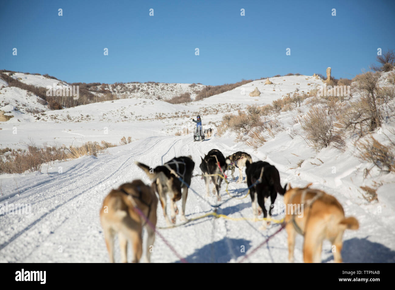 Rear view of sled dogs walking on snowy landscape Stock Photo - Alamy