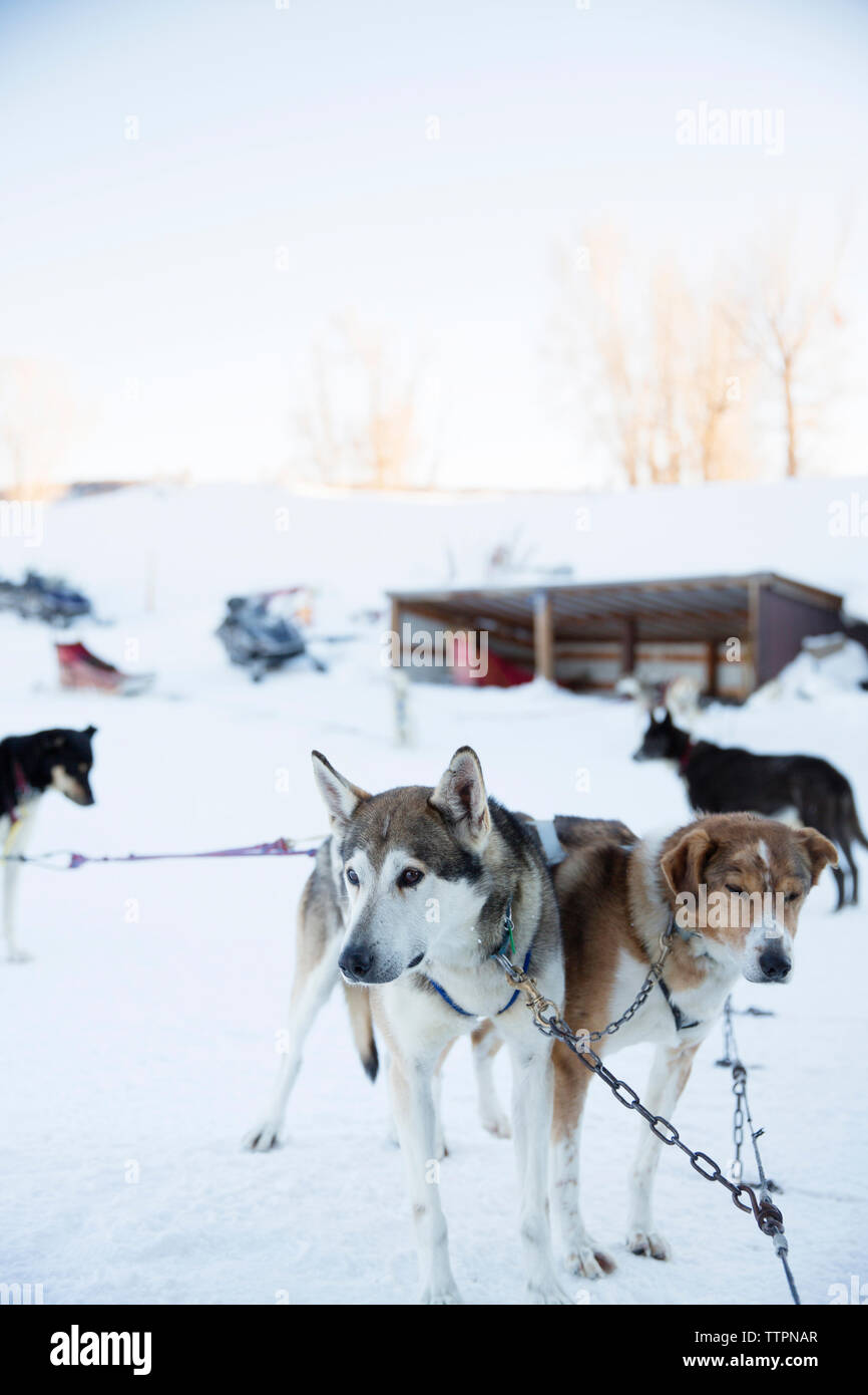 Dogs tied with chain on snowy field against clear sky Stock Photo