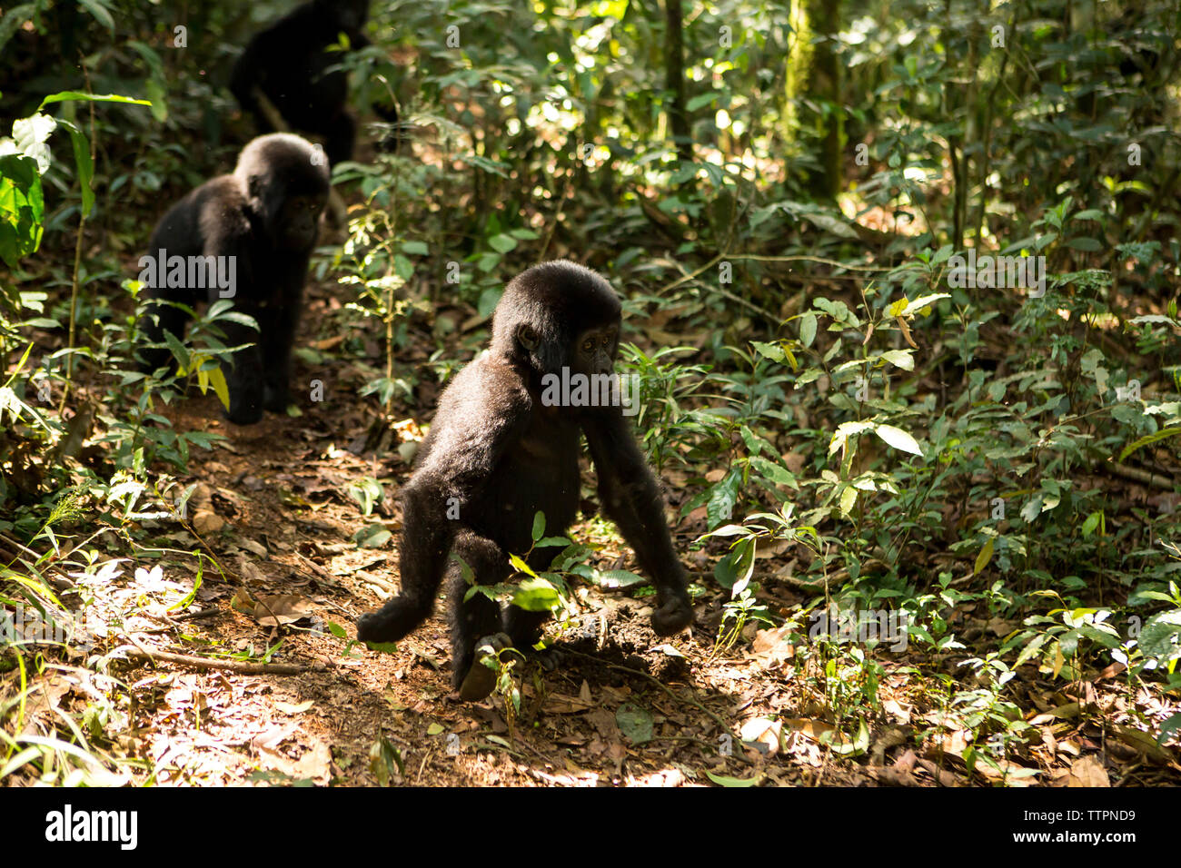 High angle view of chimpanzees walking on field in forest Stock Photo