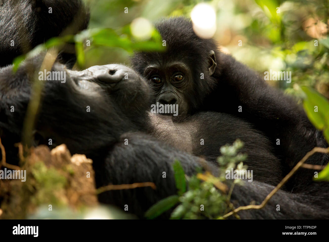 Chimpanzees in forest Stock Photo