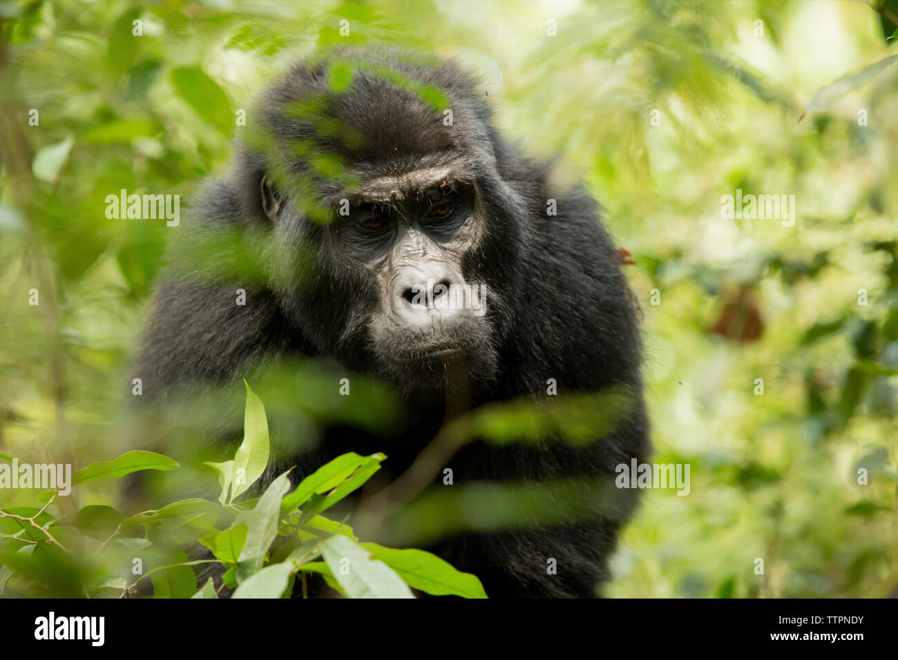 Chimpanzee Standing High Resolution Stock Photography And Images Alamy Chimpanzee Standing High Resolution Stock Photography And Images Alamy