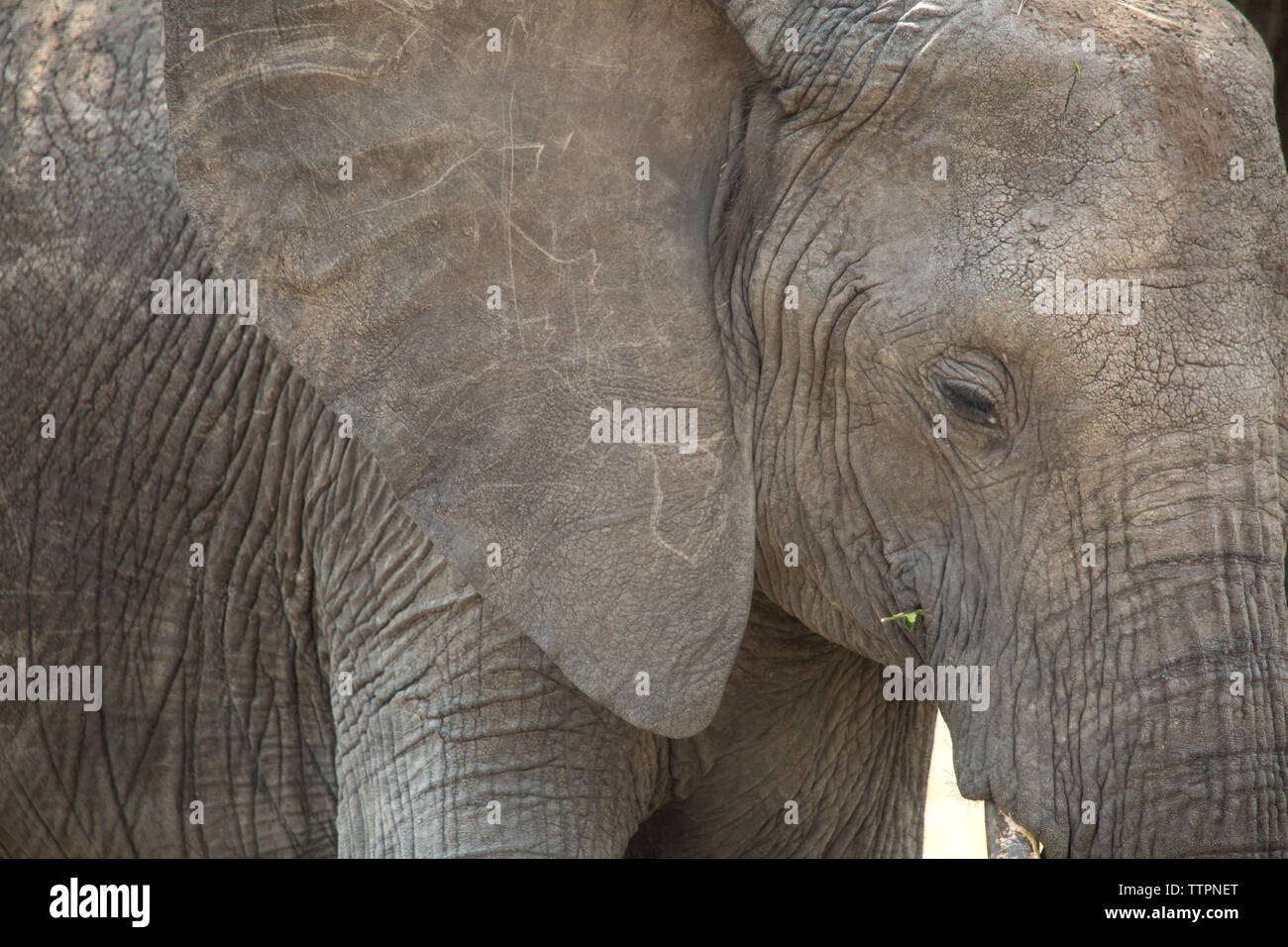 African elephant close serengeti hi-res stock photography and images ...