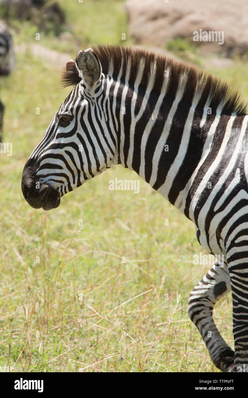 Side view of zebra walking on field Stock Photo