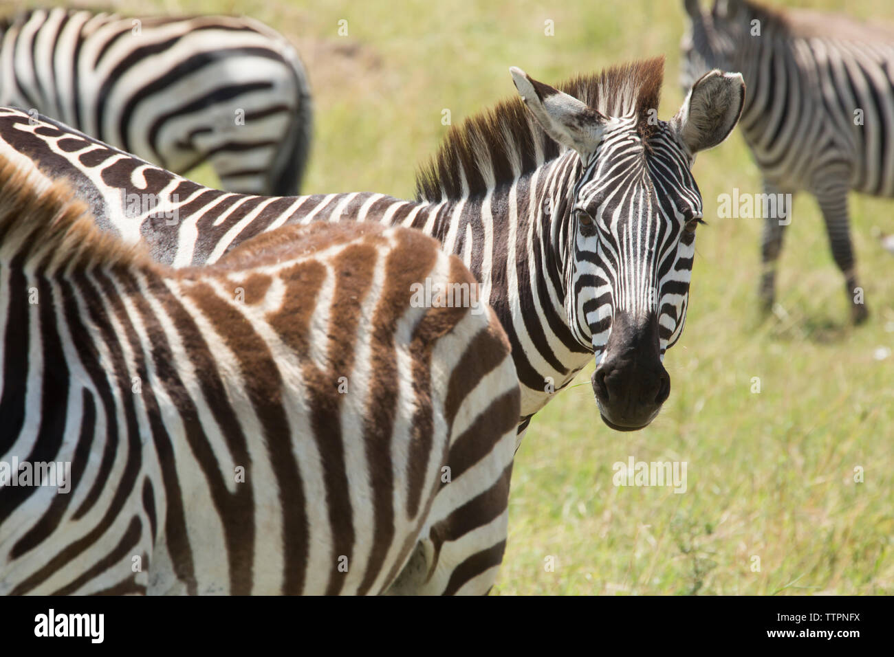 Zebras on field at Serengeti National Park Stock Photo