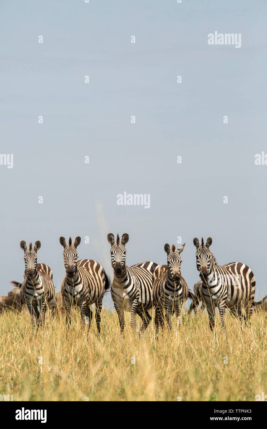 Zebras standing side by side on grassy field against clear sky Stock Photo