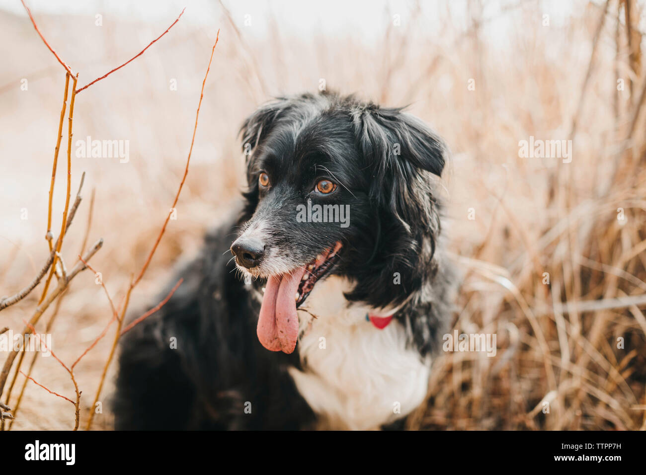 Close-up of dog sticking out tongue while standing on field Stock Photo