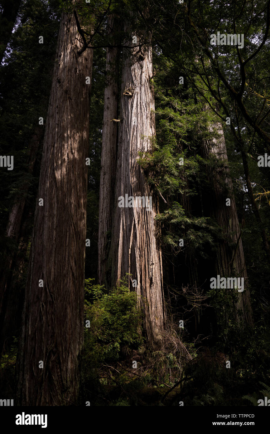 Trees growing in Redwood National and State Parks Stock Photo