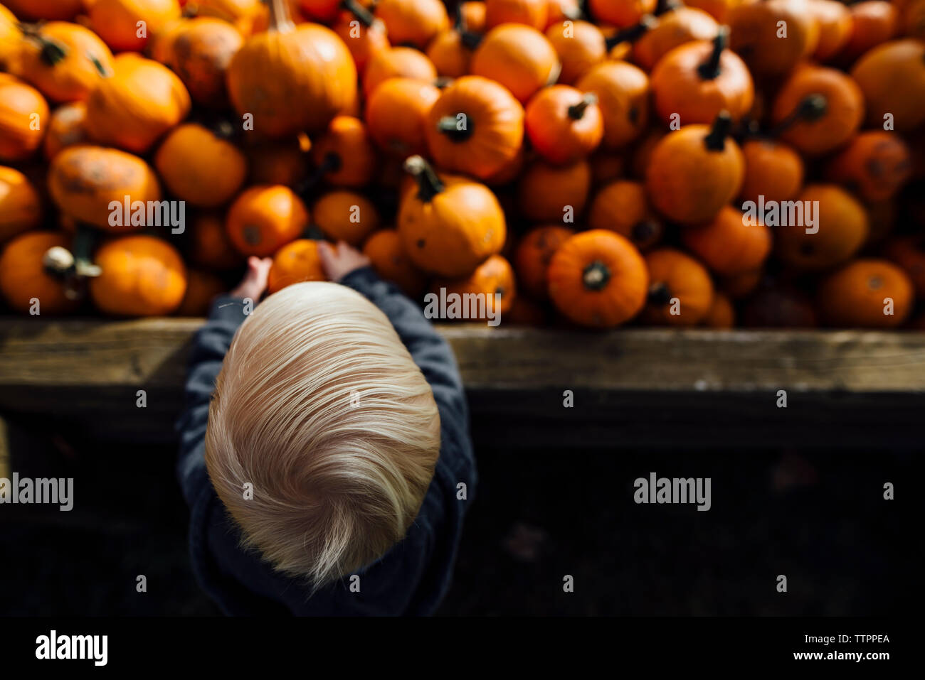 High angle view of boy taking pumpkins Stock Photo