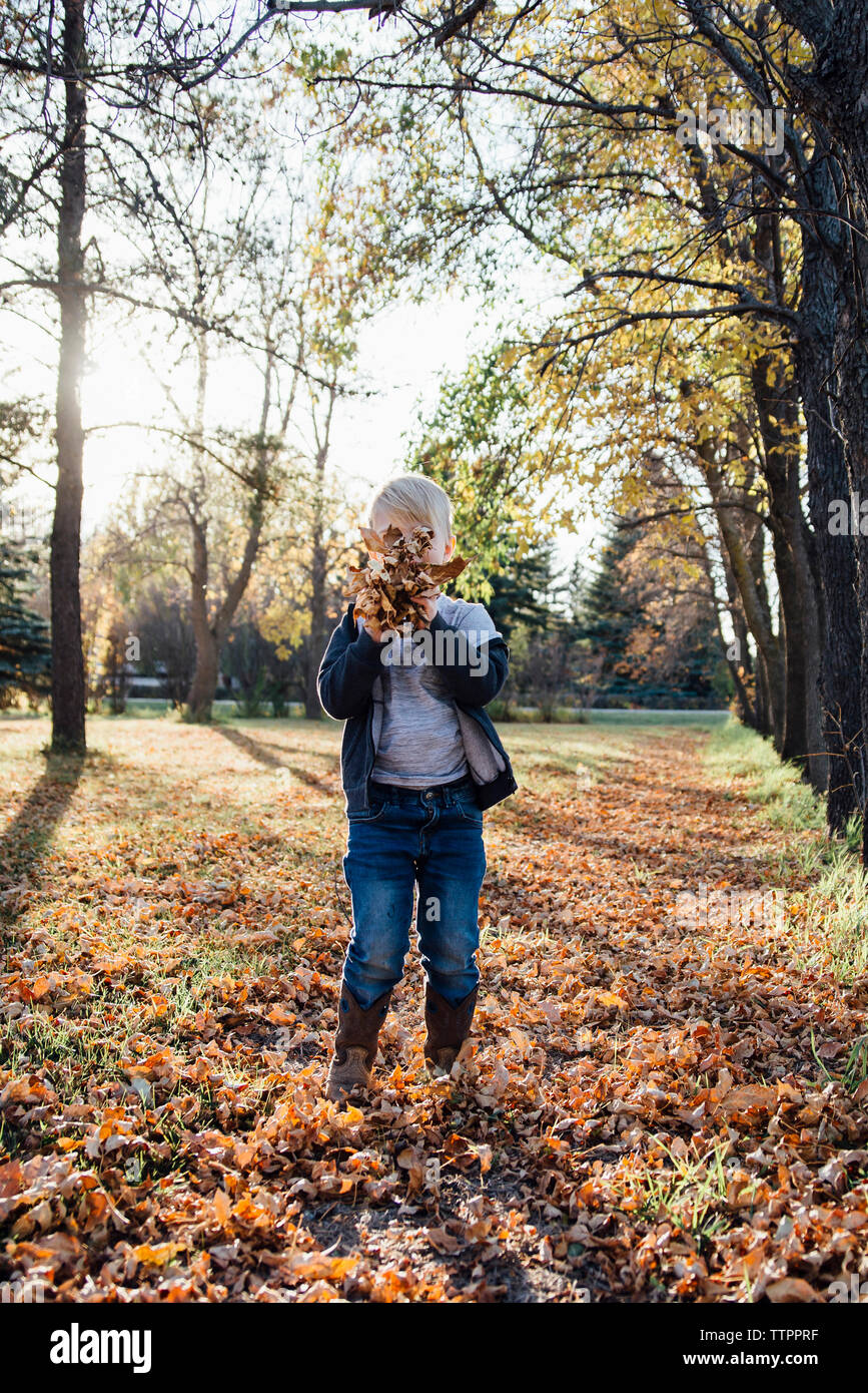 Playful boy holding autumn leaves against his face at park Stock Photo ...
