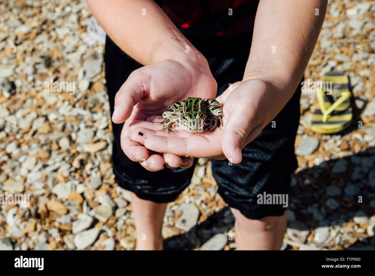 Midsection of boy holding frog while standing on field Stock Photo