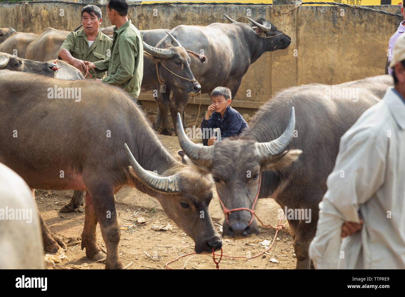 Livestock trading market, Bac Ha, Lao Cai Province, Vietnam, Asia, Stock Photo