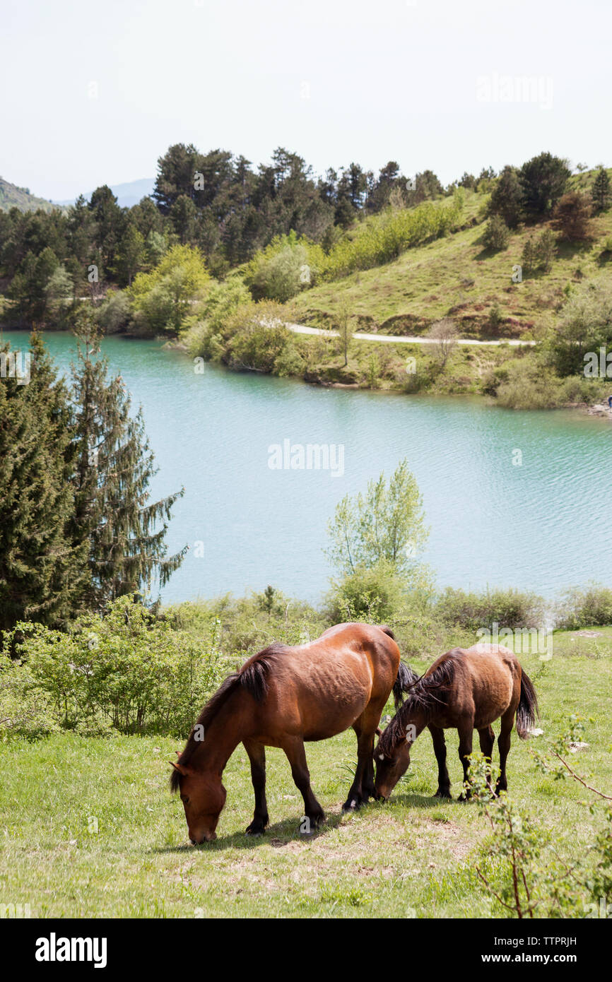 Horses grazing on field by river Stock Photo