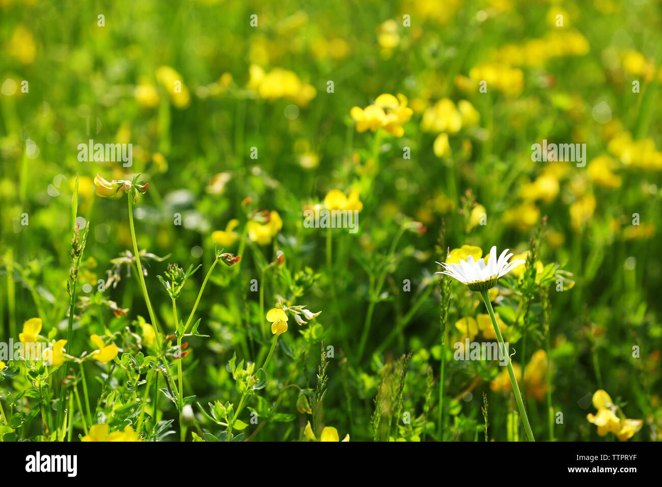 Yellow flowers on the green meadow Stock Photo - Alamy