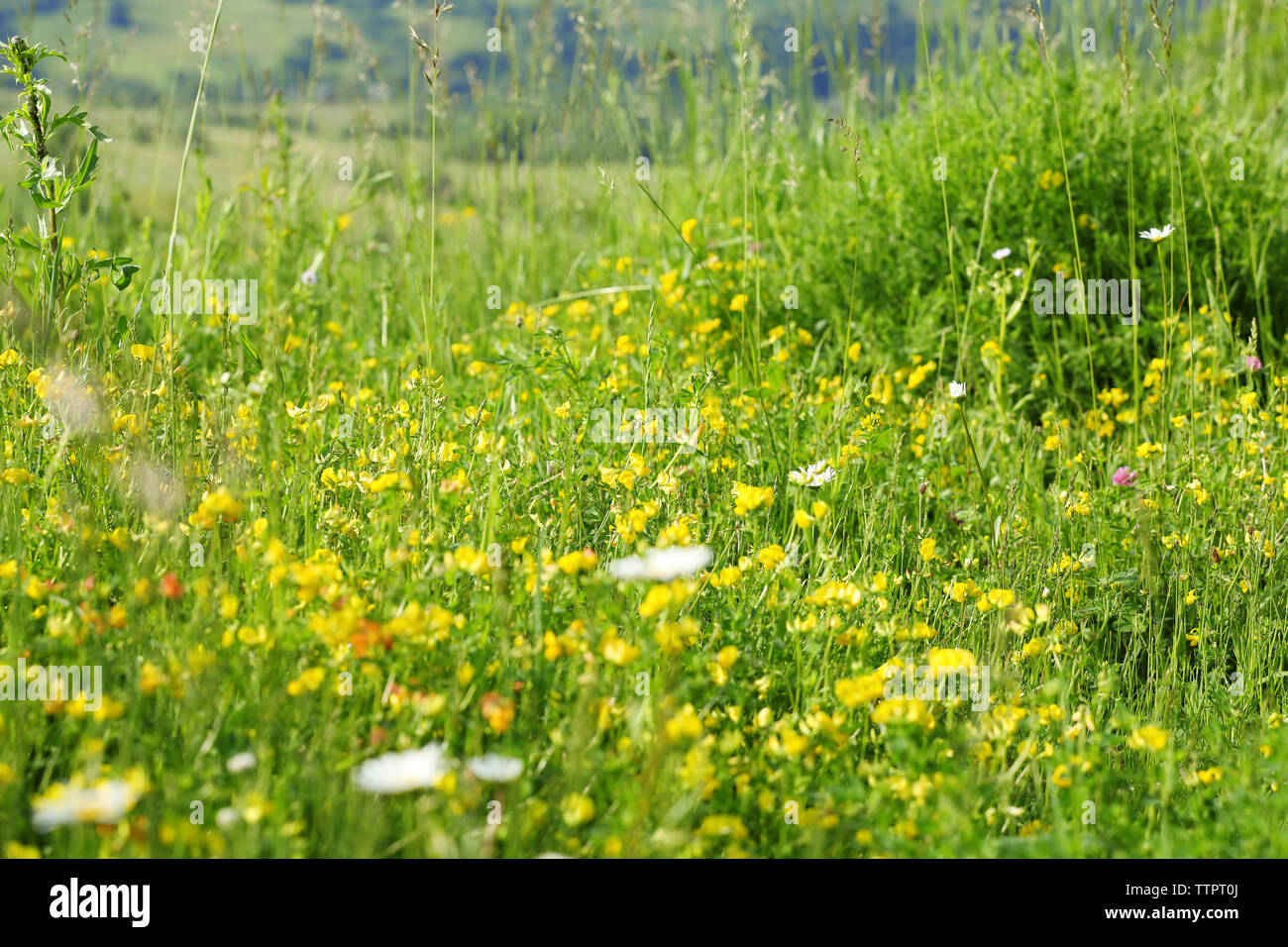 Yellow flowers on the green meadow Stock Photo - Alamy