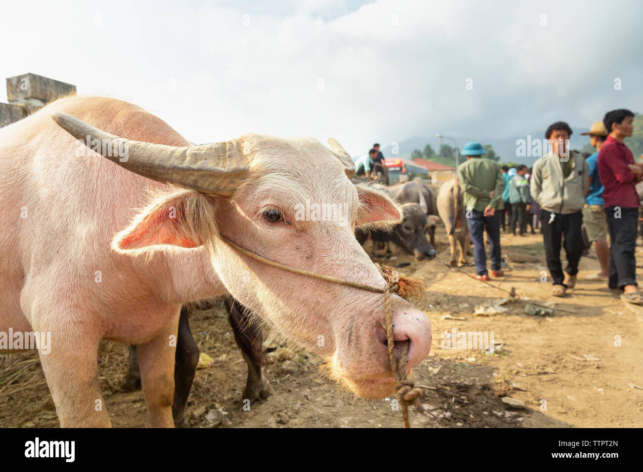 Albino Water Buffalo High Resolution Stock Photography and Images - Alamy