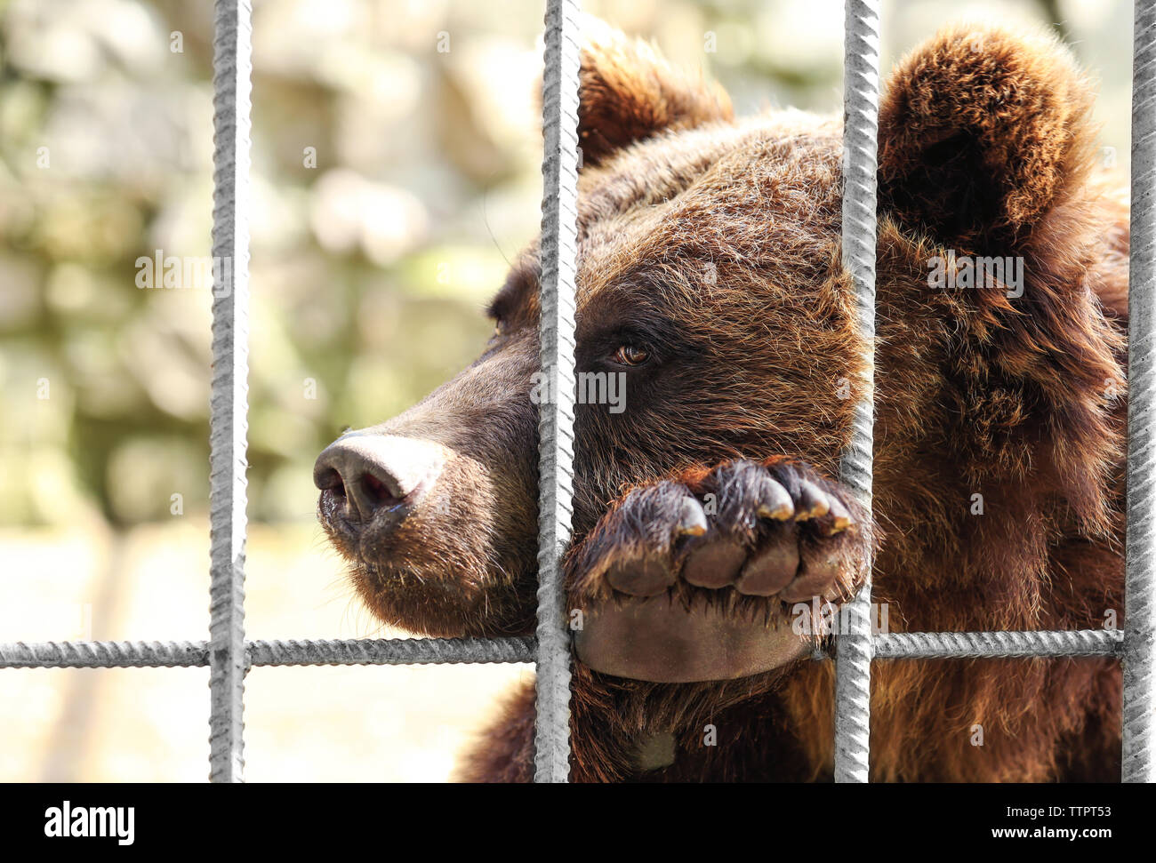 Bear in the cage, closeup Stock Photo - Alamy
