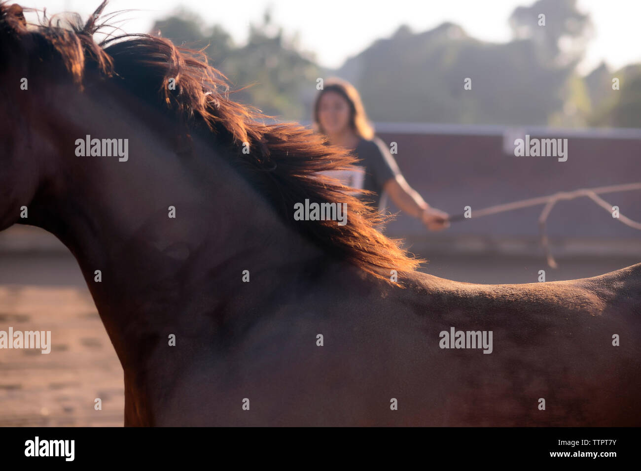Close-up of horse with woman in background Stock Photo